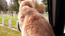 Daredevil Cat Rides On Hood Of Car