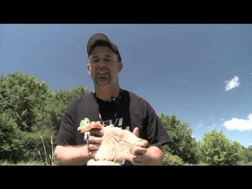 SportingDog Adventures - Highlights Humor  Hunts