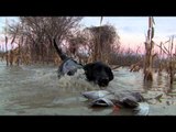 Primos  The Truth About Hunting - Cottonmouth Bucks and The Ducks Part 2
