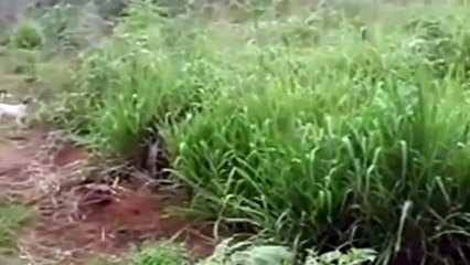 Кабан атакует, нападение кабанов на человека