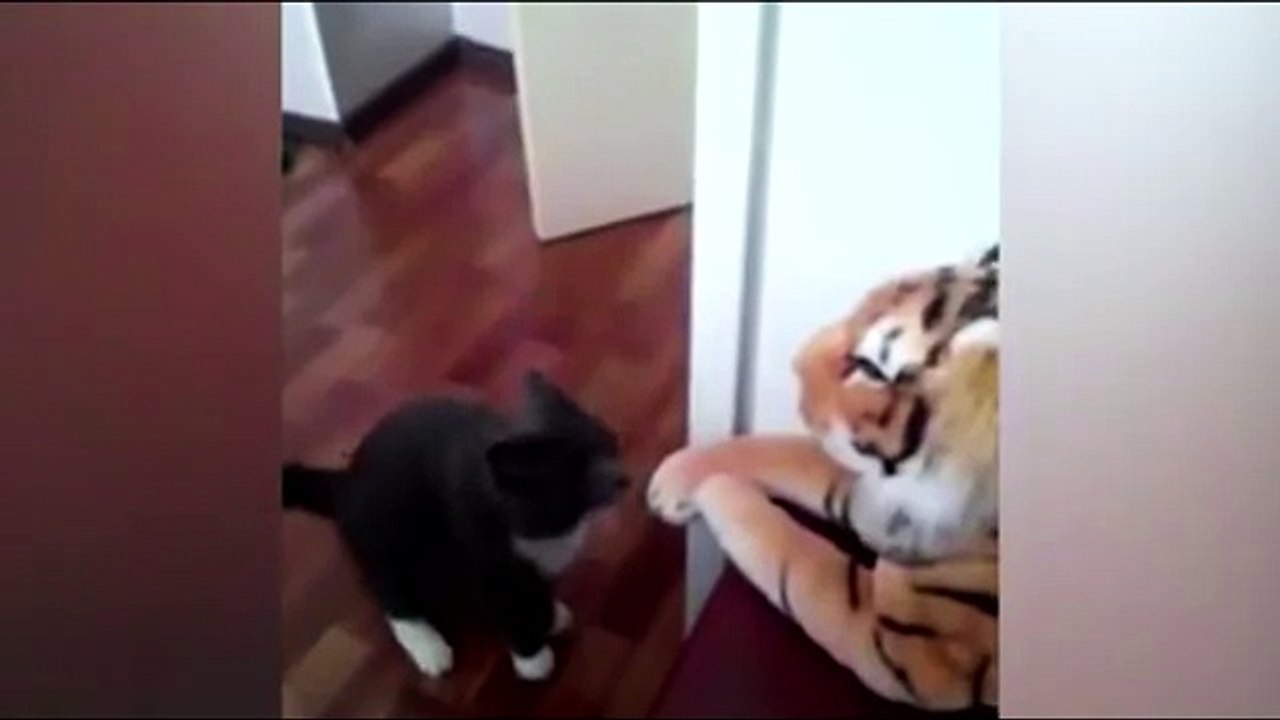 Кот Чака Норриса ненавидит Тигров