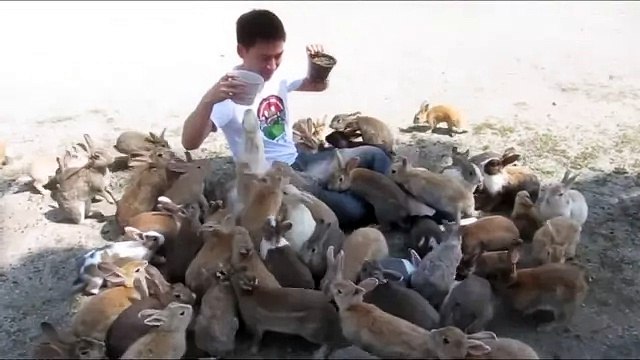 Кроликчий остров Окуносима рай для кроликов