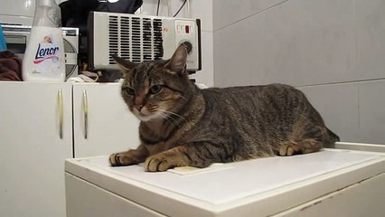 Кот проходит испытания на вибростенде, котик испытатель