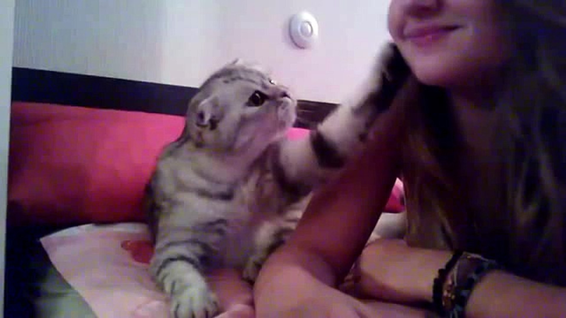 Spartacus cat...
