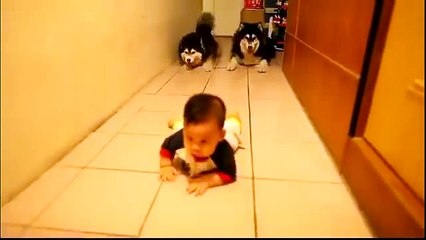 Two dogs crawling with baby and play by calling...