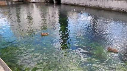 Tangerine Dream - Ivory Town