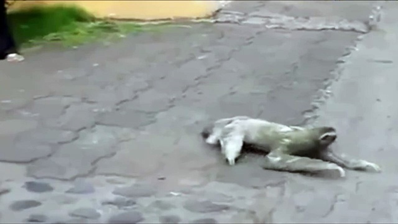 Ленивец пытается перейти дорогу