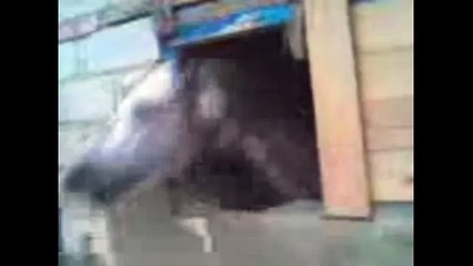 Лошади устроили беспредел в конюшне