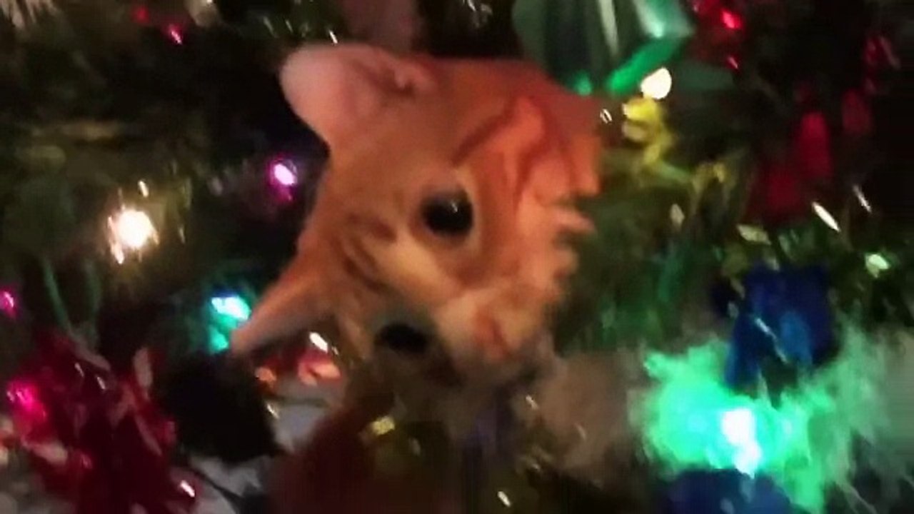Новогодняя c и Коты, ржачная подборка
