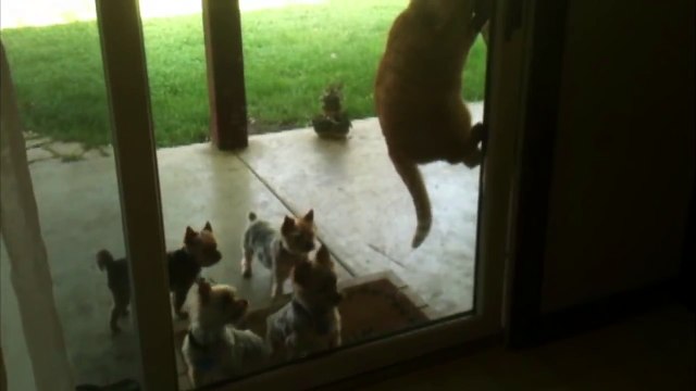 Helpful Cat Opens Door for Puppies