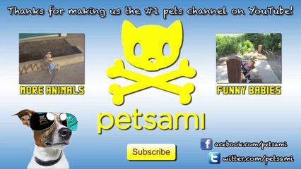 Kitten Faints Because Of Man's Smelly Feet