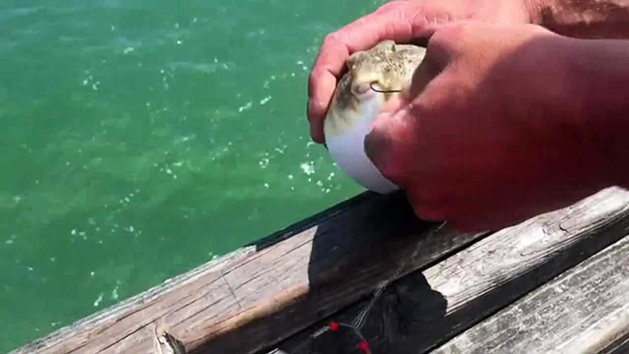 Рыба Фугу надулась как Мячик