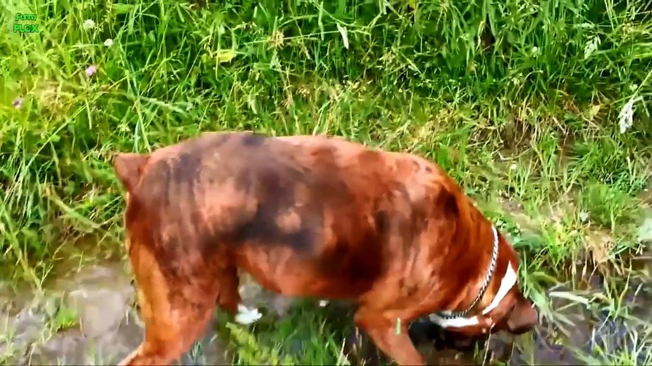 Funny Guilty Dogs Compilation 2013