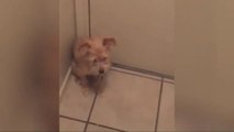 Dog Won't Let Owner Leave The House