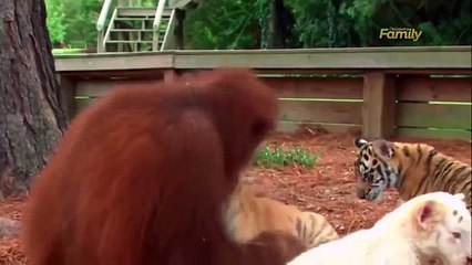 Самые прикольные обезьяны, ржачная подборка