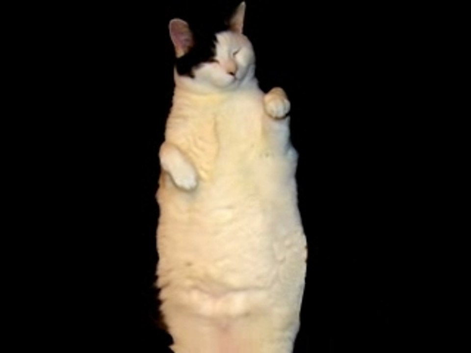 Funnycat