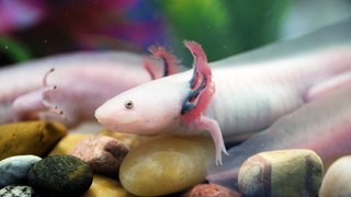 Popular Videos - Salamander & Axolotl