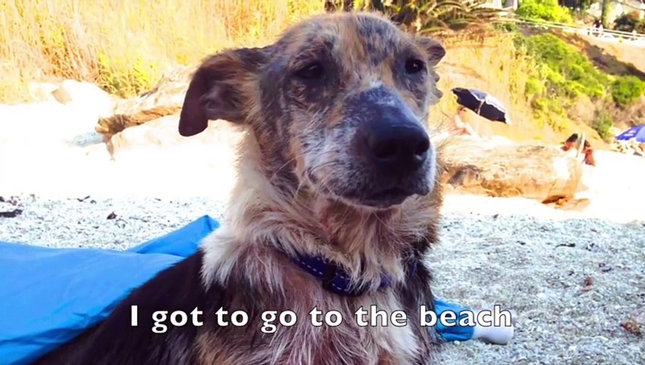 Ils ont sauvé ce chien maltraité et lui ont donné une seconde vie !