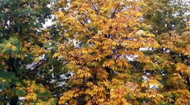 Школа - моя родина, мій дім