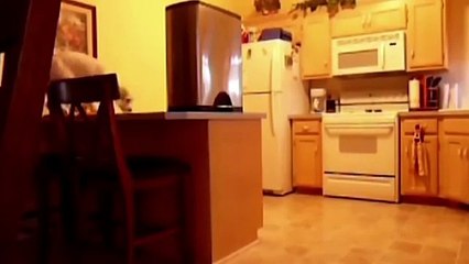 Собаки воруют еду на кухне, мохнатые вредители