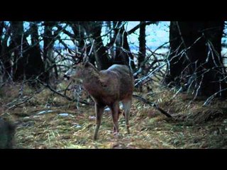 The Breaking Point - Persistence I