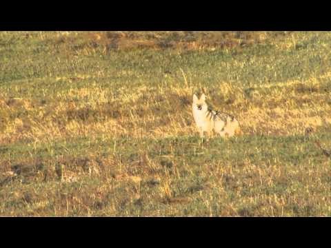 FOXPRO Furtakers - Coyote Rich