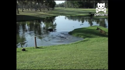 Daring dog stands up to a crocodile