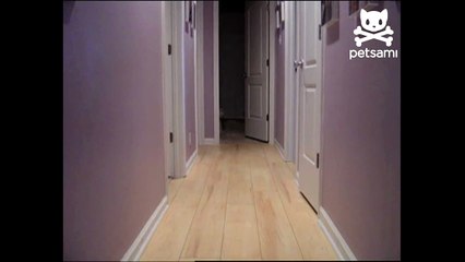 Dog dashes between rooms