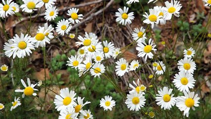Serdar KILIÇ - Söğüt Dalından Düdük Yapımı
