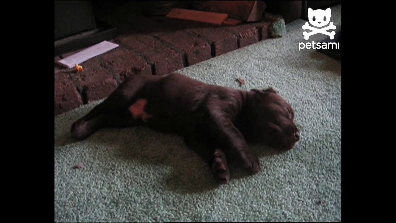 Dreaming dog runs for his life