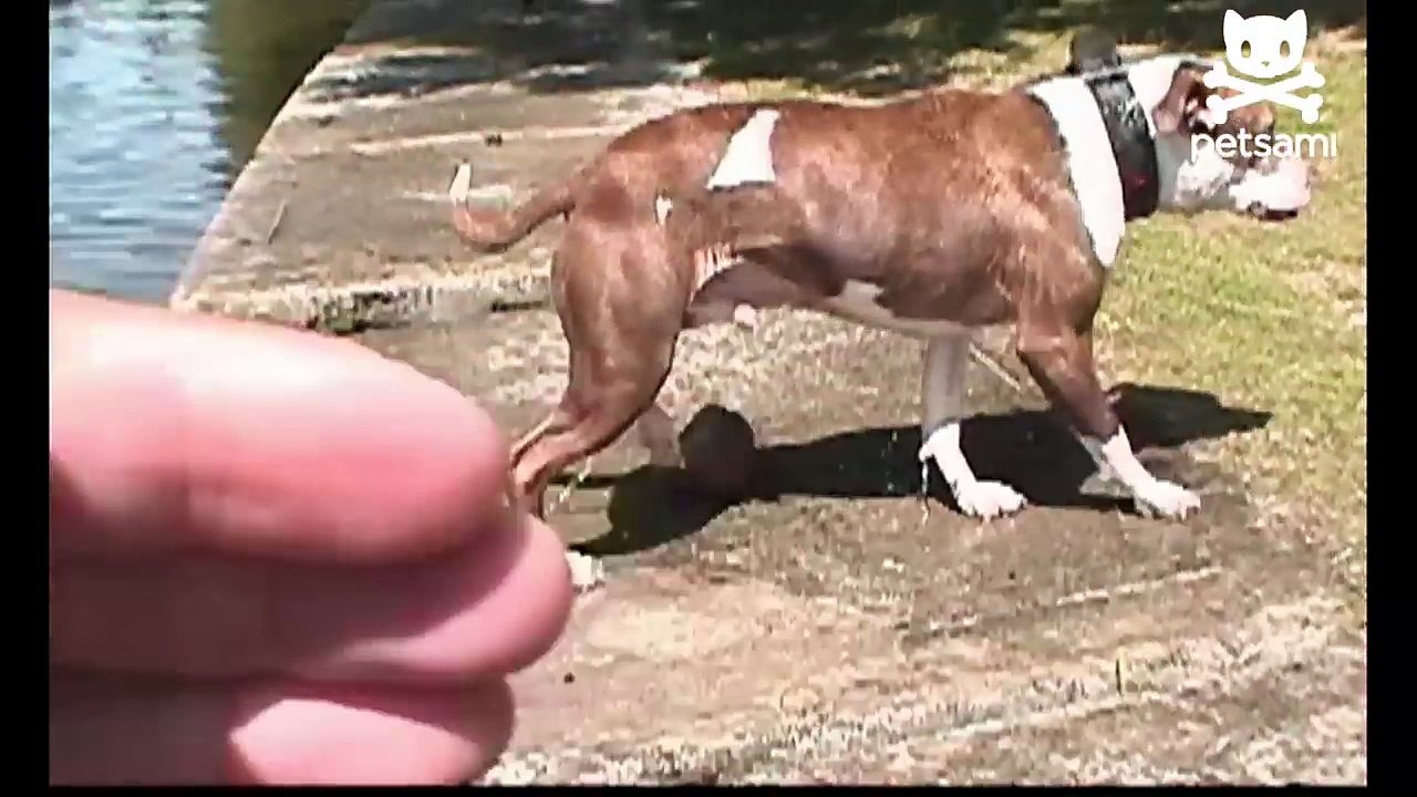 Having a bad day- This pup shares your pain