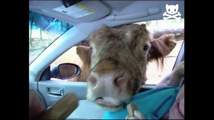 Hungry cow slobbers all over woman
