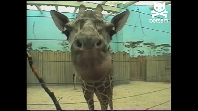 Jolly giraffe licks the camera