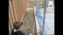 Kid risks life retrieving ball from scary dog