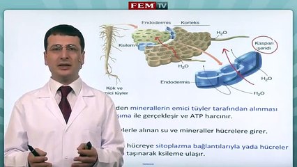 Bitki Biyolojisi   Bitkilerde Tasima 1