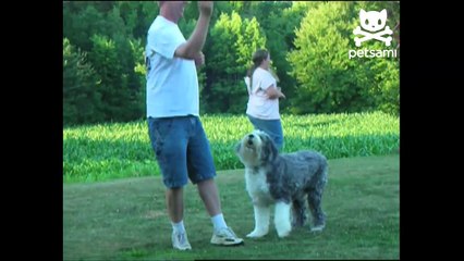 Loyal dog hangs out underneath its owner