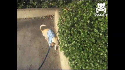 Peeing dog puts on a balancing act