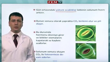 Bitki Biyolojisi   Bitkilerde Taşima 2