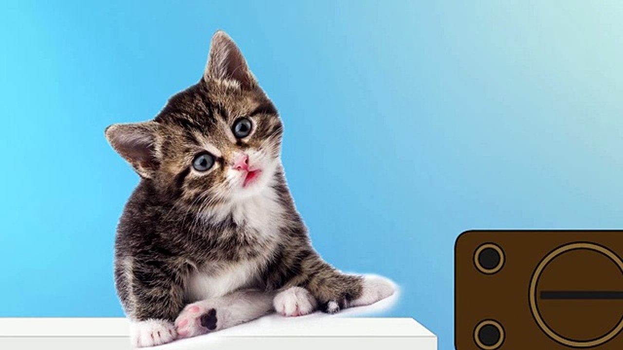 ПЕРЕВОДЧИК С КОШАЧЬЕГО
