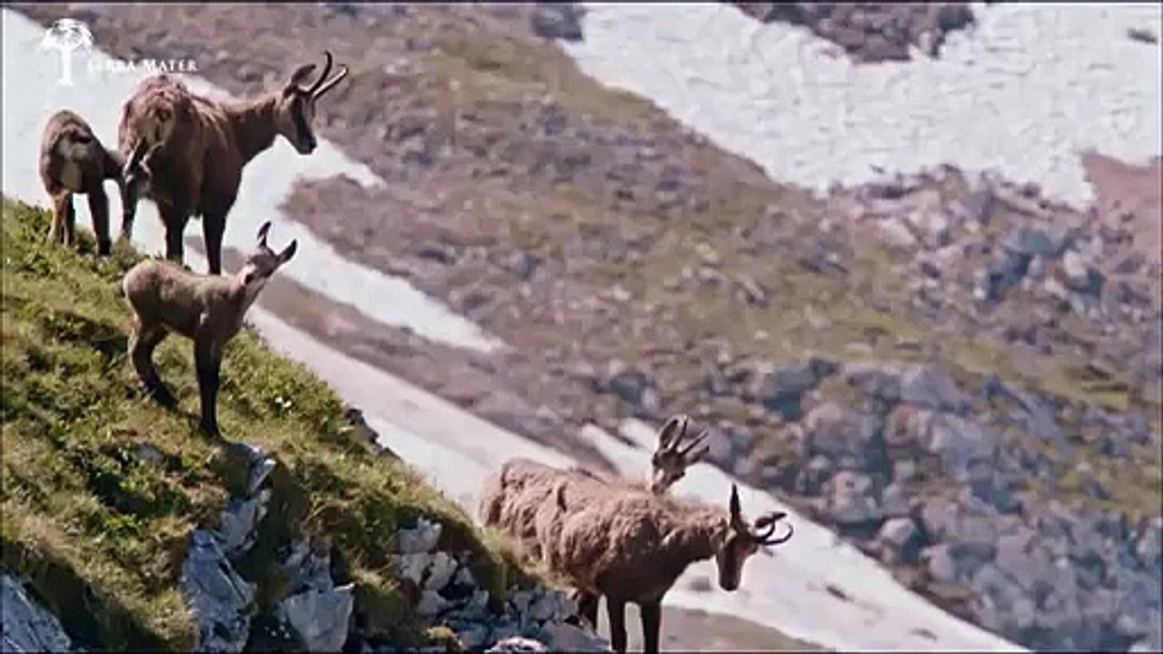 The Power of Eagle lifts goat