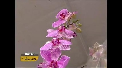 Manaus recebe plantas que viajaram quatro mil quilômetros