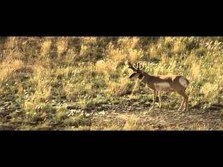 Raised Hunting - Choices