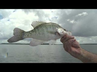 G3 Sportsman - Summer Crappie