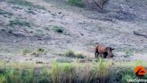 Cute moment newborn rhino tries to chase away surrounding birds (Latest Sport)