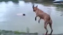 Dog reaction when his owner is supposedly drowning