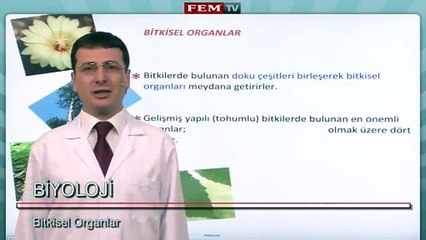 Bitki Biyolojisi   Bitkisel Organlar  1