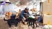 This South Korean Woman Has Saved 200 Dogs And Cares For All Of Them
