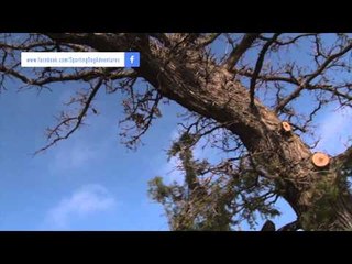 SportingDog Adventures - Winter Storm Waterfowl