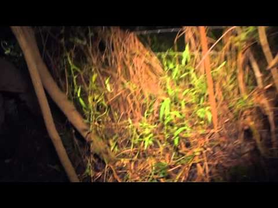 Dead Down Winds Live the Wild Life - Hogs Dogs and Copters