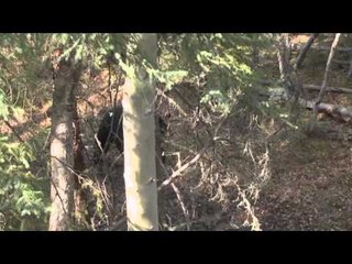 Archers Choice - Big Bear Style